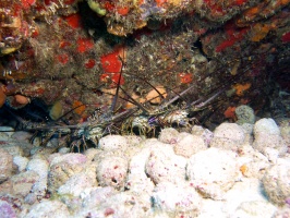  Lobster Fest  IMG 3020